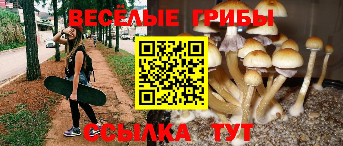 Галлюциногенные грибы Psilocybine cubensis  Вход с VPN  Вязники 